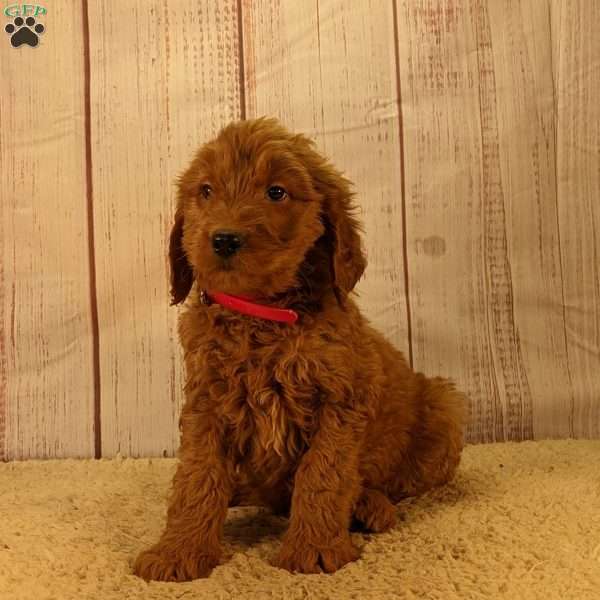 Baxter, Goldendoodle Puppy